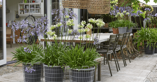 Terrasplant van 2018: Agapanthus