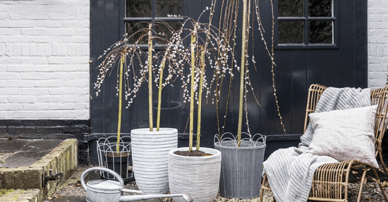 Tuinplant van de Maand februari: Salix