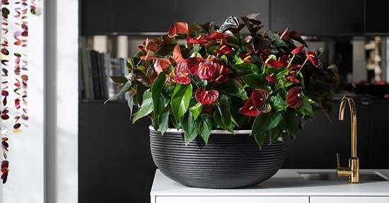 Anthurium: woonplant van december