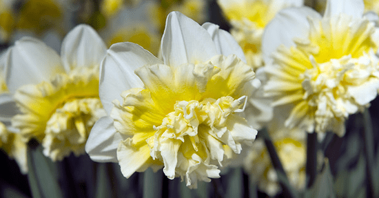 Bloembol van het jaar: dubbele narcis