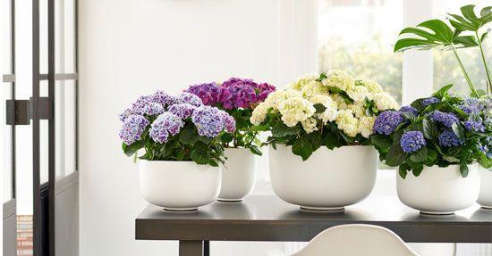 Hortensia: woonplant van de maand april