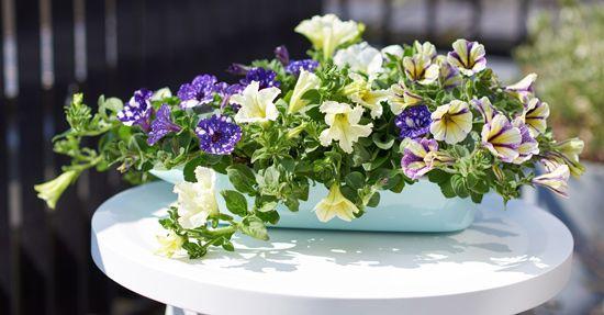 Tuinplant van de Maand april: Petunia