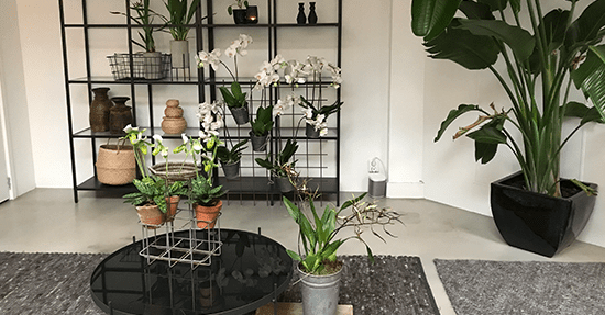 Style jouw interieur met een orchidee