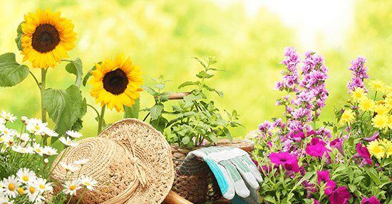 Je tuin onderhouden in de zomer