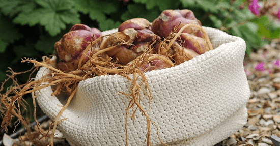 Zomerbollen: planten, wachten en genieten