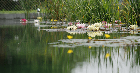 Hoe voorkomt u wateroverlast in uw tuin?