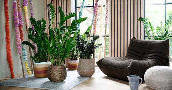 Zamioculcas: Woonplant van januari 2020