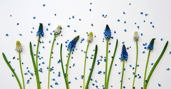 Blauwe druifjes zijn Bloembol van het jaar