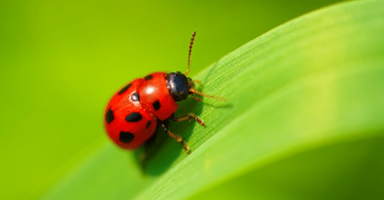 Zo breng je dieren naar je tuin