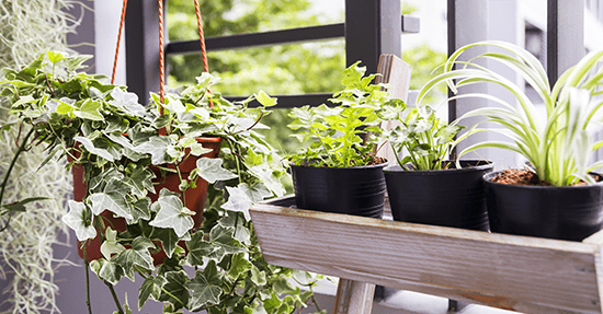 Dit zijn de echte sfeermakers onder de planten voor in de woonkamer