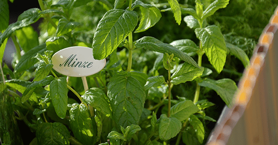 Een verrijking voor je tuin: kruidenplantjes!