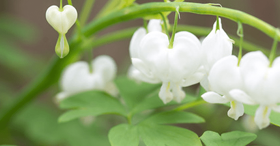 Schaduwplanten maken je tuin groen én regenbestendig