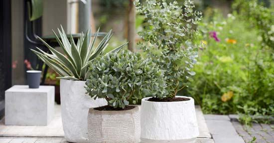 Zorgeloze Zomertijd: tuinplanten van de maand augustus 2019