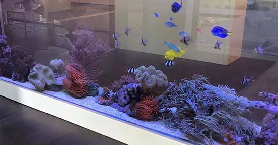 LED aquariumverlichting: een baken van rust