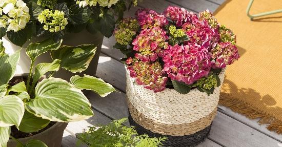 In de zomer is het tijd om volop te genieten van de zon in eigen tuin en op balkon of terras. Wil je bloeiend de zomer in? Kies dan eens voor hortensia’s.