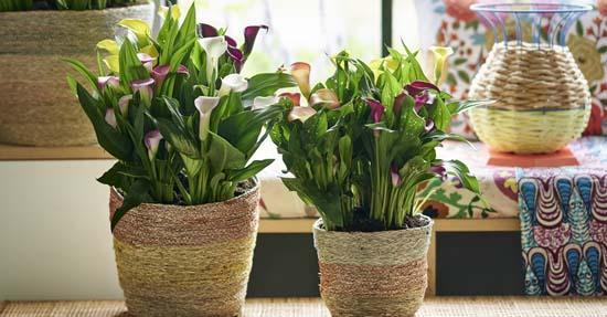 Calla: Woonplant van de maand juni