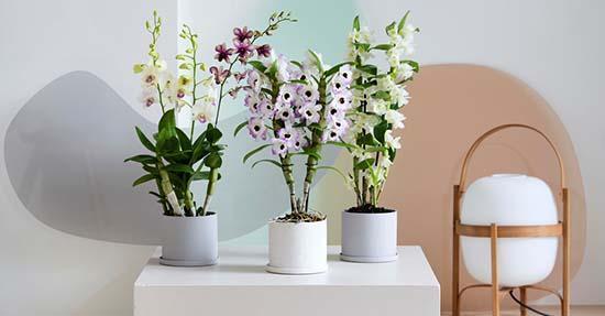 Dendrobium: Woonplant van maart 2020