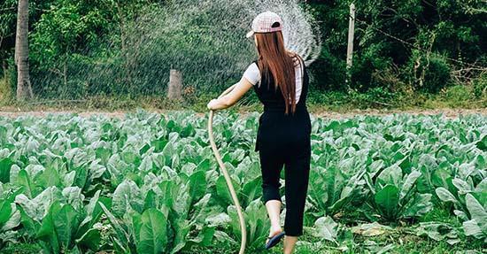 Hoe kun je eenvoudig je grote tuin water geven