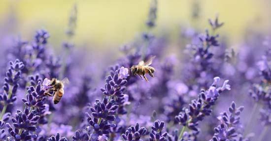 3 manieren om insecten buiten te houden