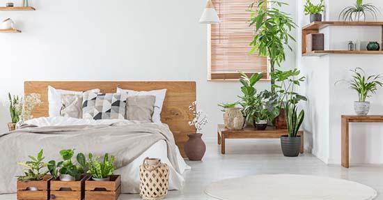 8 luchtzuiverende kamerplanten voor in de slaapkamer