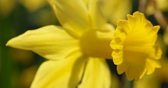 Dwergnarcis is Bloembol van het jaar