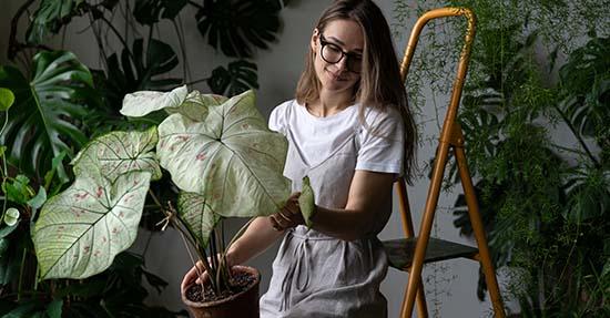 Zo los je problemen op met prachtige planten