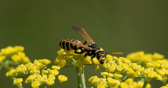 De bloemetjes en... de wespen?