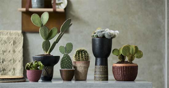 Cactus: Woonplant van augustus 2020