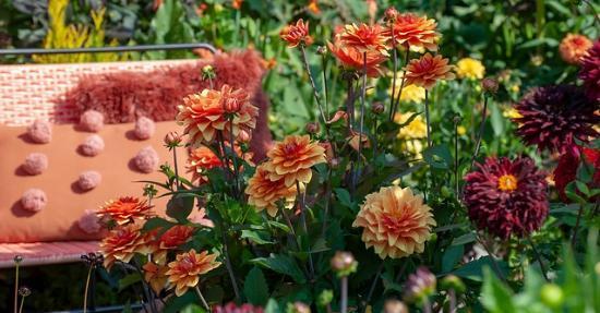 Zomerbloeiers maken een fleurig bloemenparadijs van je tuin, terras of balkon. Door zomerbollen in het voorjaar te planten is het het hele seizoen genieten geblazen.