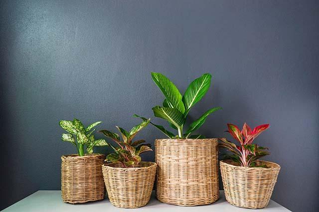 aglaonema-chinese-erergreen-wicker-baskets_kopiëren.jpg