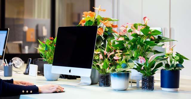 Anthurium: Ideale plant voor werkplek