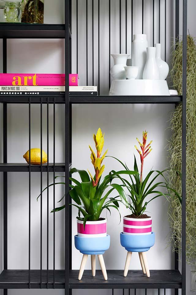 bromelia-07_kopiëren.jpg