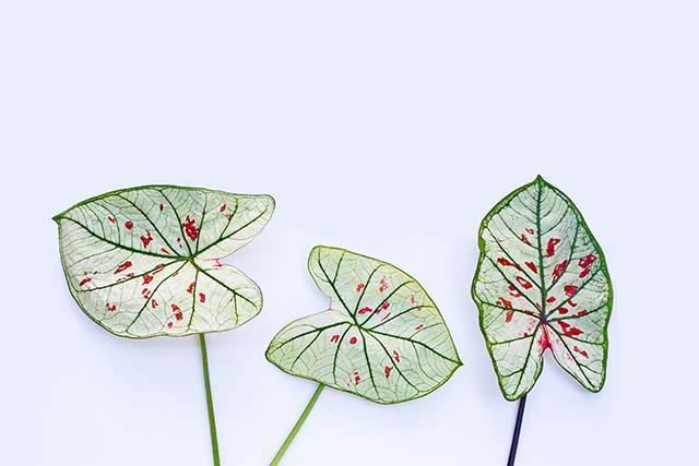 caladium-leaves-white-wall_kopiëren.jpg