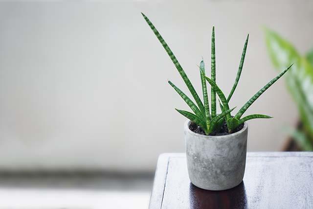 cylindrical-snake-plant-pot_kopiëren.jpg