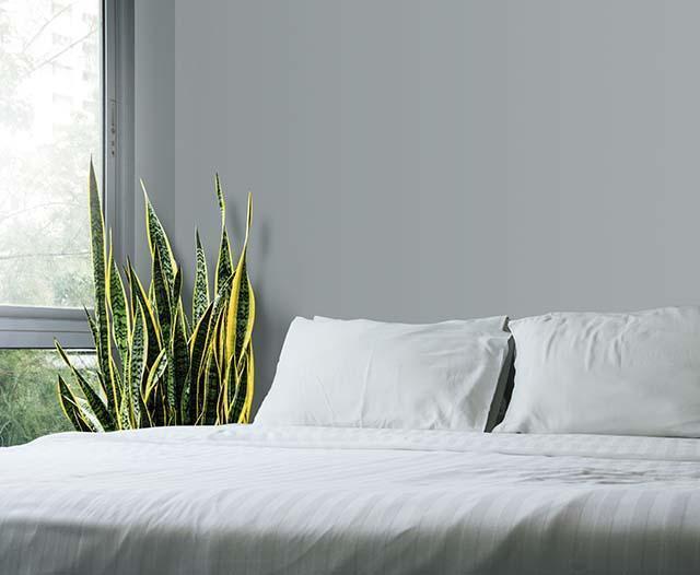 home-garden-concept-sansevieria-trifasciata-snake-plant-bedroom_kopiëren.jpg