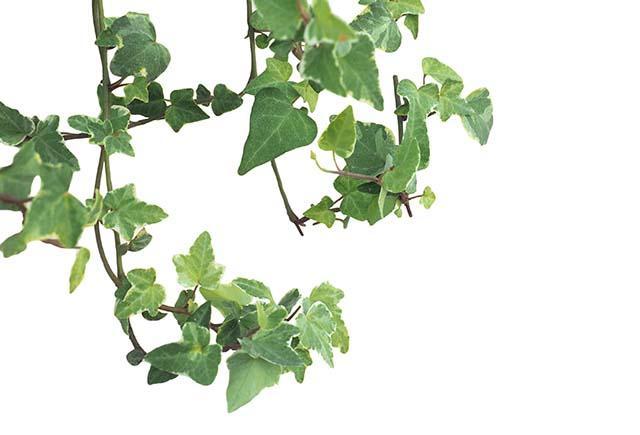 ivy-plant-isolated-white_kopiëren.jpg