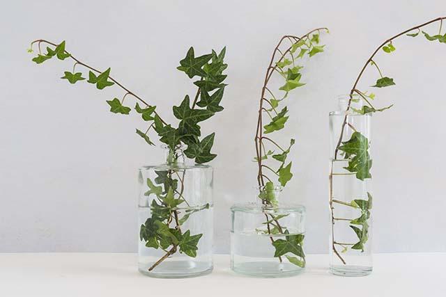 ivy-three-different-types-glass-vase-against-white-background_kopiëren.jpg