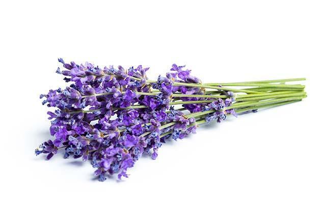 lavender-flowers-white-background_kopiëren.jpg