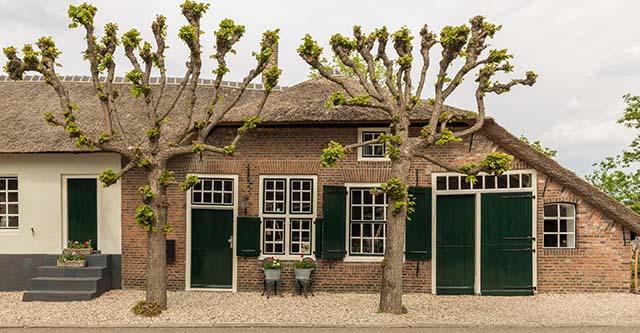 Glurende buren? Met een leiboom zit jij in de luwte! 