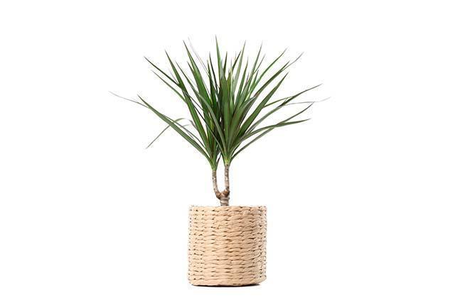 plant-wicker-pot-isolated-white_kopiëren.jpg