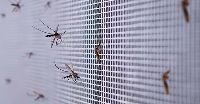 Weg met het gezoem! Effectieve anti muggen tips om muggen te bestrijden