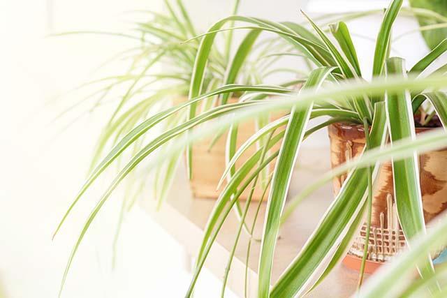 spider-plant-chlorophytum-comosum-variegatum-flowerpots-windowsill_kopiëren.jpg