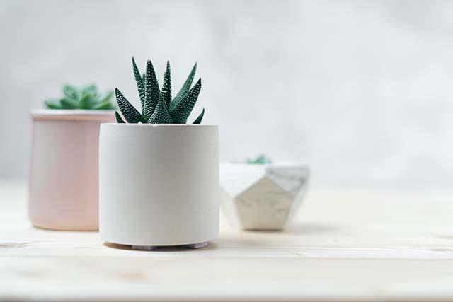 succulent-cactus-concrete-pot-wooden-table_kopiëren.jpg