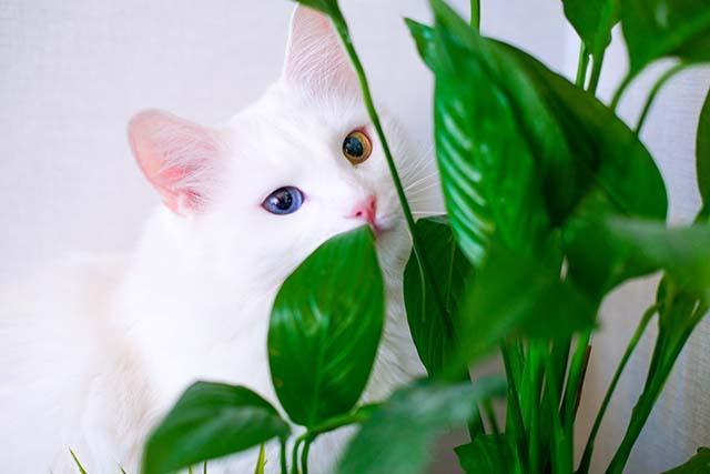 white-cat-with-different-color-eyes-hides-green-plant-turkish-angora-eats-peace-lily-green-leaves-living-room-domestic-pets-houseplants_kopiëren.jpg