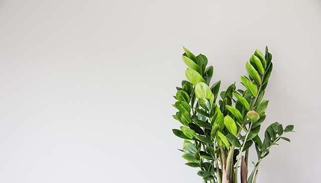 zamioculcas-zamiifolia-plant-light-background-close-up-large-leaves-green-modern-houseplants-minimalistic-concept-creative-home-decor_kopiëren.jpg