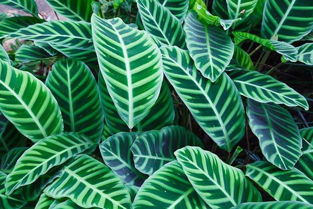 zebra-plant-calathea-zebrina-tropical-striped-green-plant-leaves-foliage-wallpaper_kopiëren.jpg