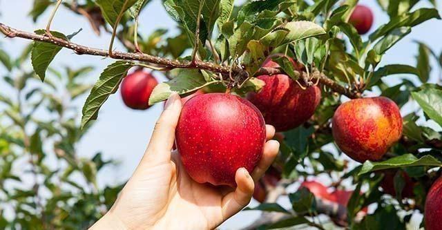 Een appeltje voor de dorst