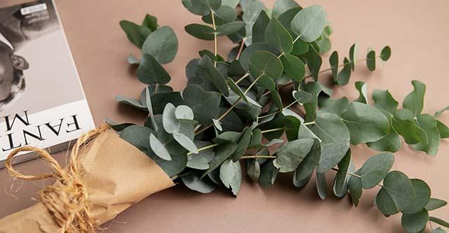 De meest veelzijdige plant; Eucalyptus