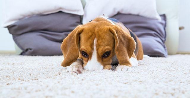 Hoe moet je een hoogpolig vloerkleed aanleggen?