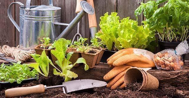 Belangrijke zaken om rekening mee te houden in je tuin 